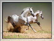 Konie, Galop