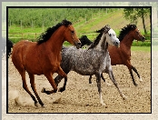 Grzywy, Konie, Galop