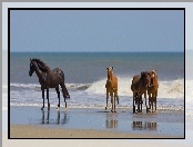 Konie, Morze