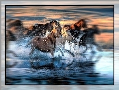 Morze, Konie, Galop