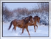 Śnieg, Konie, Galop