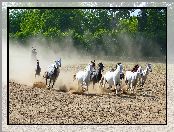 Piasek, Konie, Galop