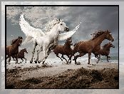 Skrzydła, Konie, Galop