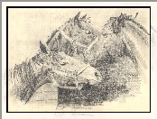 Szkic, Konie