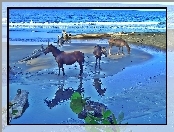 Konie, Morze, Trzy, Plaża