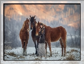 Konie, Śnieg, Trzy, Dziewczyna
