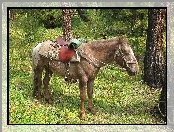 Konik