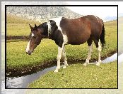 Konik