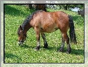 Konik, Łąka