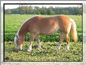 Konik, Łąka