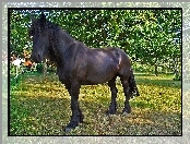 Drzewa, Konik, Łąka