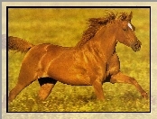 Konik, Galop, Kasztanowy, Łąka