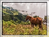 Łąka, Mgła, Konik, Góry