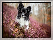 Spaniel kontynentalny miniaturowy Papillon, Wrzosy, Pies, Mordka