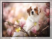 Kooikerhondje, Kwiaty, Płochacz holenderski, Magnolia