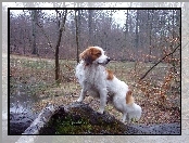 Kooikerhondje, woda, Płochacz holenderski, las