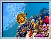 Korale, Rafa koralowa, Żółw