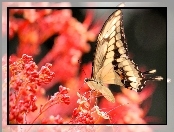 Motyl, Koralowe, Kwiaty