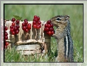 Koszyk, Trawa, Chipmunk, Jagody