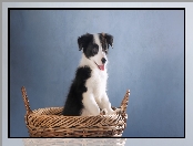 Koszyk, Border collie, Szczeniak