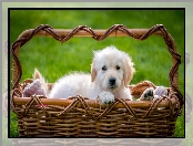 Koszyk, Szczeniak, Golden retriever