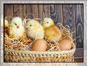 Koszyk, Wielkanoc, Kurczaczki, Jajka