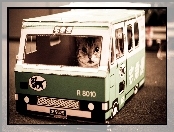 Kot, Autobus