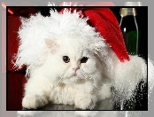 Kot, Czapka, Biały, Świąteczna