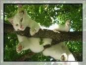 Kot, Konar, Biały, Drzewo