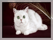 Kot brytyjski krótkowłosy, Oczy, Biały, Zielone