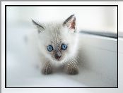 Kot, Niebieskooki, Biały, Młody