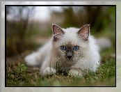 Kot birmański, Oczy, Biały, Błękitne