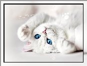 Kot, Oczy, Biały, Niebieskie