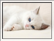 Kot, Oczy, Biały, Niebieskie