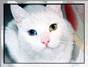 turecka angora, Oczy, Kot, Biały, Różnokolorowe