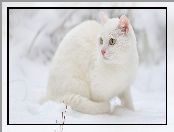 Biały, Zielonooki, Śnieg, Kot