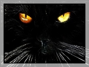 Kot, Fraktal, Czarny, Oczy