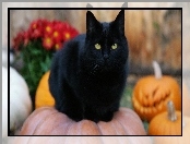 Kot, Halloween, Czarny, Dynie
