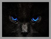 Czarny, Kot, Oczy, Niebieskie