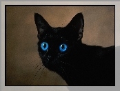 Kot, Oczy, Czarny, Niebieskie