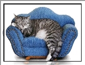 Fotel, Duży, Kot