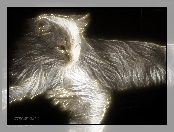 Fractalius, Kot