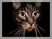Kot, Fractalius