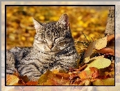 Jesień, Kot, Liście