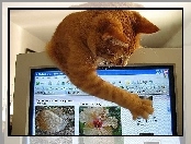 Komputerze, Kot, Przy