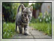 Grafika AI, Kotek, Kot, Szary, Chodnik, Trawa