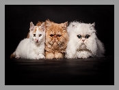 Koty, Kot perski biały, Trzy, Kot egzotyczny