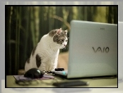 Kot, Laptop