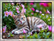 Leżący, Pręgowany, Kwiaty, Kot