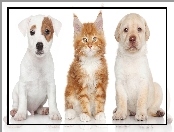 Labrador Retriever, Maine Coon, Jack Russell Terrier, Pies, Kot